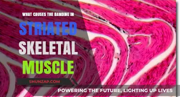 Understanding The Key Factors Behind Cardiac Muscle Contractions | CyVigor