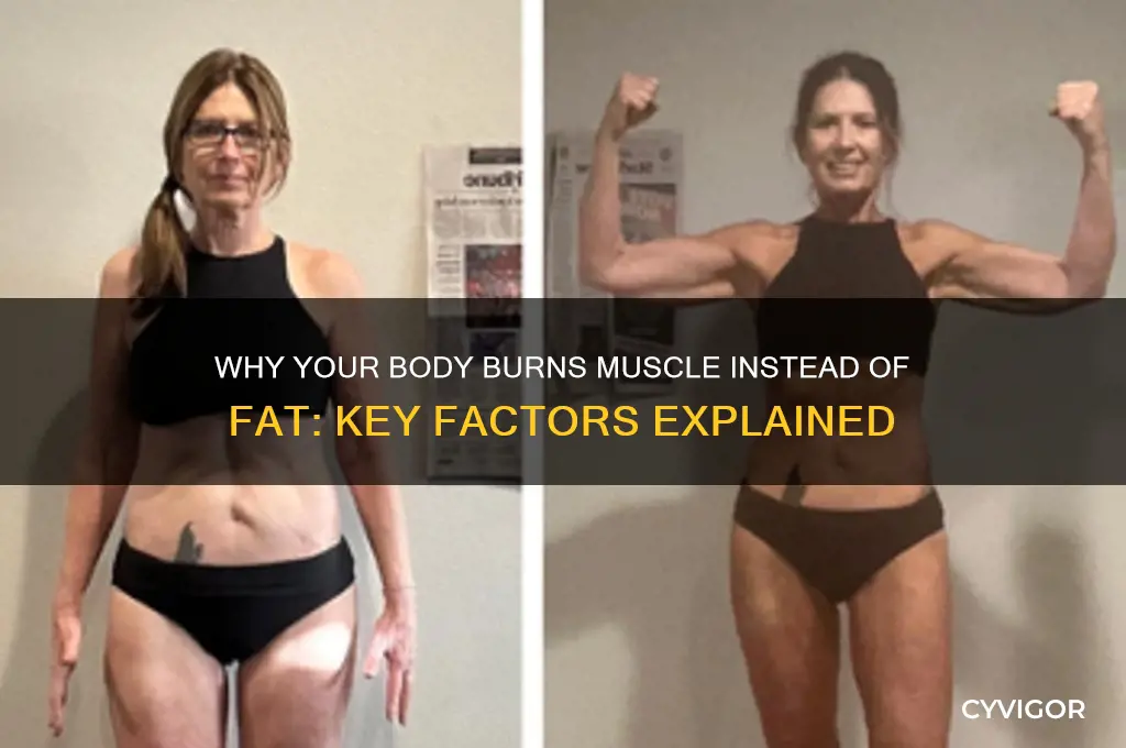 what causes the body to burn muscle instead of fat