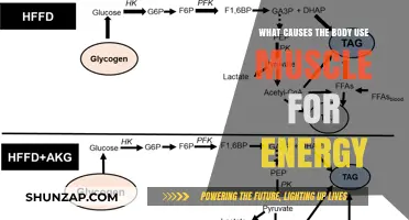 Why Your Body Burns Muscle for Energy: Key Factors Explained