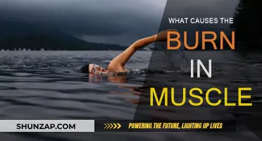 Understanding Muscle Burn: Causes and Effects