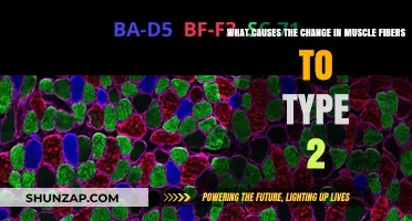 Understanding Muscle Fiber Transformation: Factors Driving the Shift to Type 2 Fibers