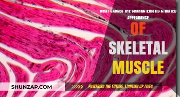 Unveiling the Striated Structure of Skeletal Muscle: Causes Explained
