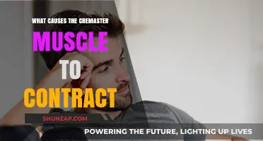 Understanding Cremaster Muscle Contractions: Causes and Triggers Explained