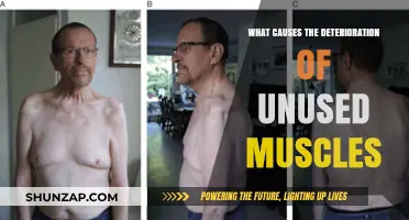 Why Unused Muscles Shrink: Understanding Atrophy and Its Causes