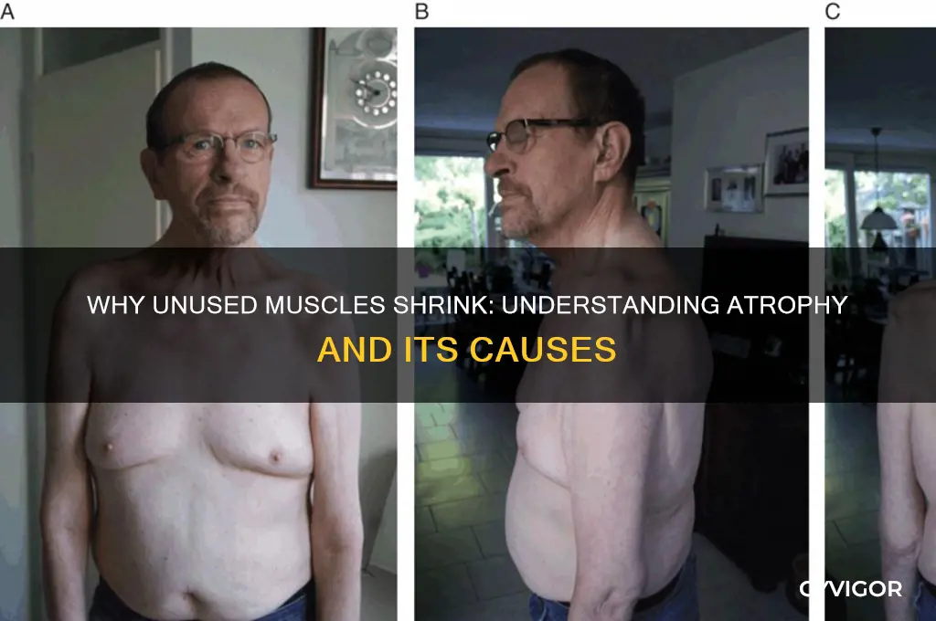 what causes the deterioration of unused muscles