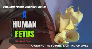 Unveiling the Origins of a Fetus's First Muscle Movements