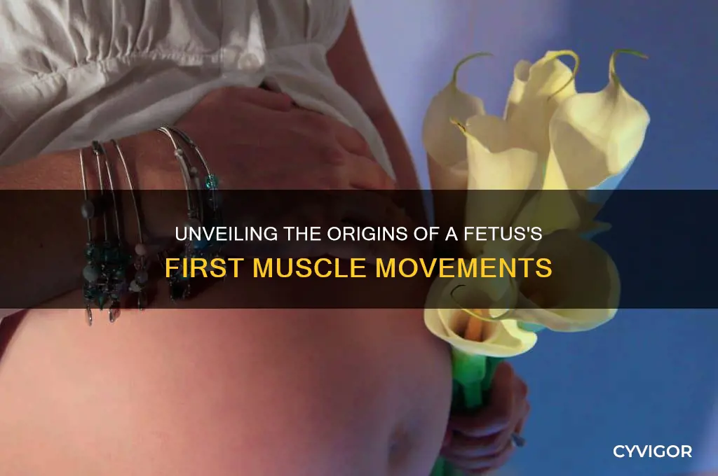 what causes the first muscle movements by a human fetus