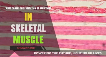 Understanding the Formation of Striations in Skeletal Muscle Fibers