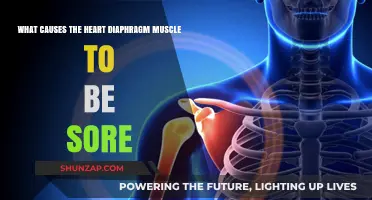 Understanding Sore Heart Diaphragm Muscle: Causes and Remedies
