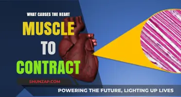 Understanding the Science Behind Heart Muscle Contractions: Key Factors Explained