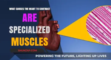 Specialized Muscles: The Science Behind Heart Contractions Explained