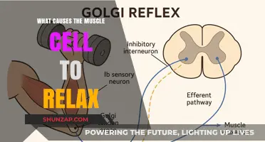 Understanding Muscle Relaxation: Key Factors Behind Cell Unwinding