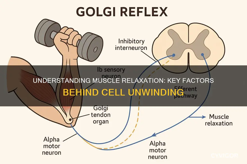 what causes the muscle cell to relax