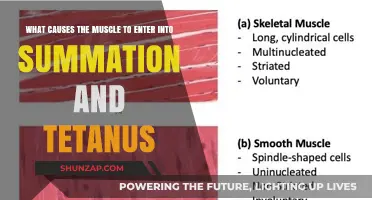 Understanding Muscle Summation and Tetanus: Causes and Mechanisms Explained