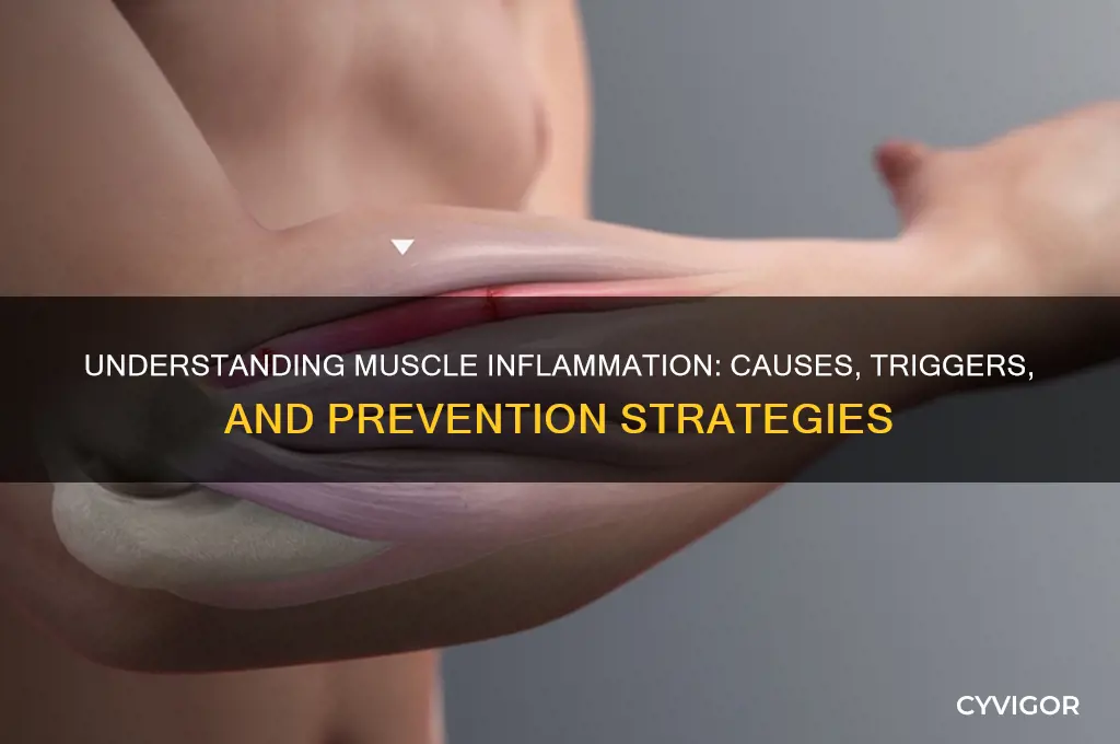 what causes the muscle to inflamme