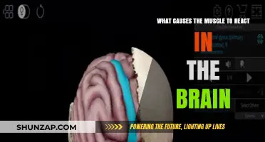 Unraveling the Brain-Muscle Connection: What Triggers Muscle Reactions?