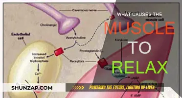 Understanding Muscle Relaxation: Unlocking the Secrets of Muscle Relaxation