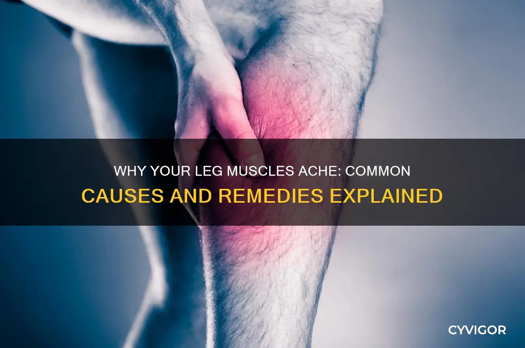 what causes the muscles in your legs to ache