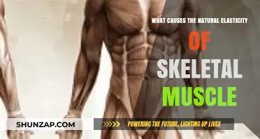 Understanding the Natural Elasticity of Skeletal Muscle: Key Factors Explained