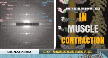 Unraveling the Powerstroke Mechanism in Muscle Contraction: Key Factors Explained