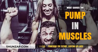 Unveiling the Science Behind the Muscle Pump Phenomenon