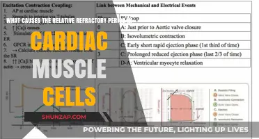 Mechanisms Behind the Relative Refractory Period in Cardiac Muscle Cells