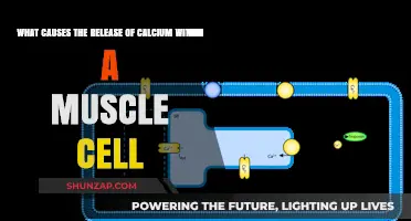 Calcium Release in Muscle Cells: Triggers and Mechanisms Explained