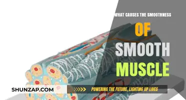 Unraveling the Molecular Mechanisms Behind Smooth Muscle's Unique Smoothness