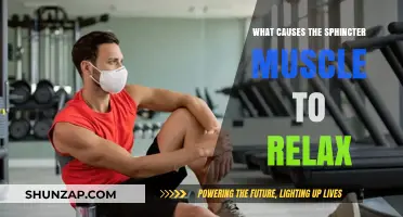 Understanding the Factors That Trigger Sphincter Muscle Relaxation