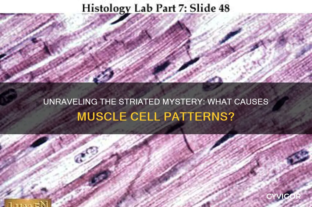 what causes the striated appearance in muscle cells