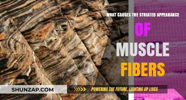Unraveling the Striated Mystery: What Causes Muscle Fibers' Unique Appearance