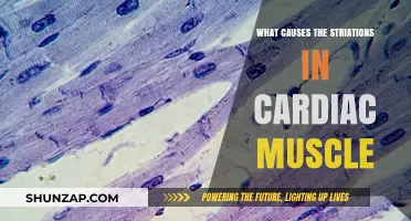 Understanding Cardiac Muscle Striations: Causes and Cellular Mechanisms