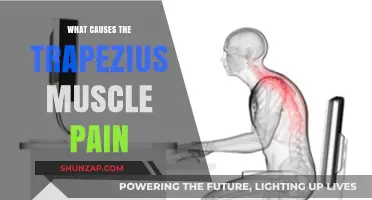 Understanding Trapezius Muscle Pain: Common Causes and Triggers Explained