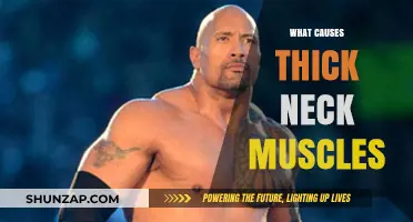 Understanding the Causes of Thick Neck Muscles: A Comprehensive Guide