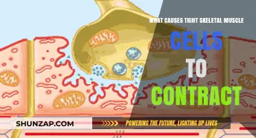 Understanding Skeletal Muscle Contractions: Causes of Tight Muscle Cells
