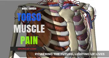 Understanding Torso Muscle Pain: Common Causes and Effective Relief Strategies