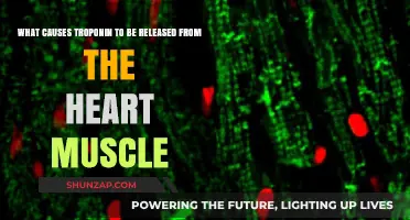 Understanding Troponin Release: Causes in Heart Muscle Explained