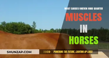 Uneven Hind Quarter Muscles in Horses: Causes and Solutions