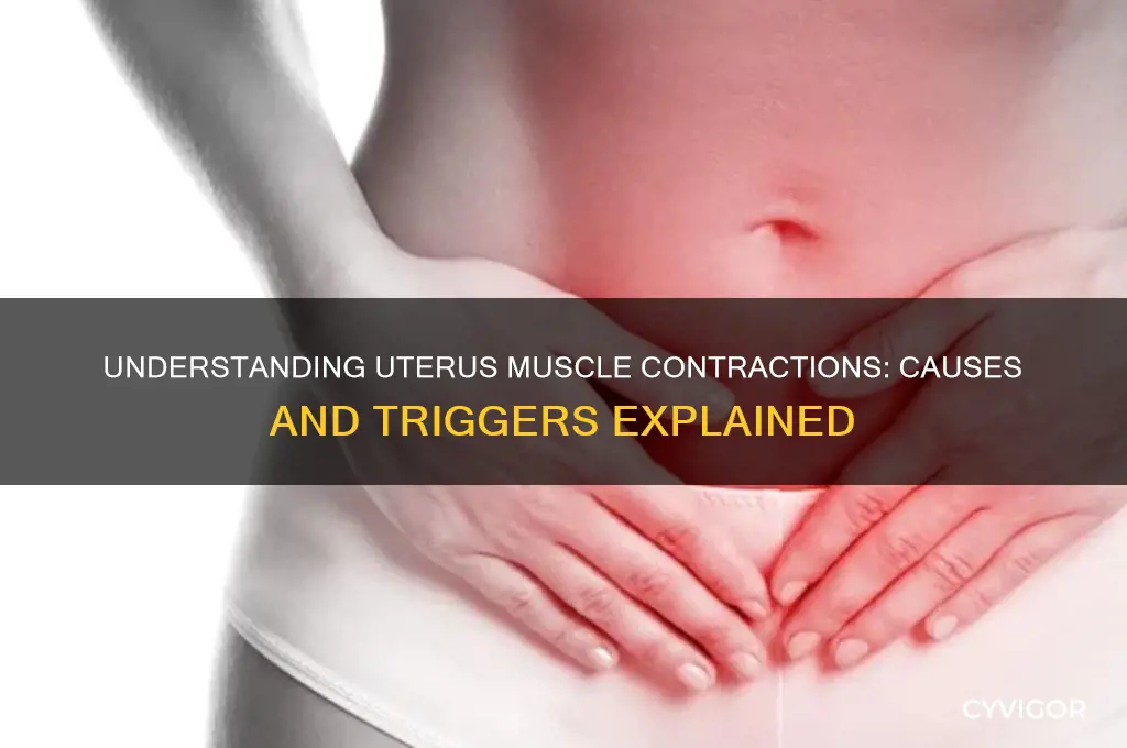 what causes uterus muscles to contract