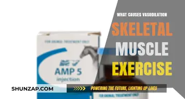 Understanding Vasodilation in Skeletal Muscle During Exercise: Key Factors Explained