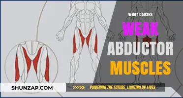 Understanding Weak Abductor Muscles: Causes and Contributing Factors Explained