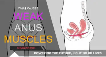 Weak Anus Muscles: Causes and Solutions