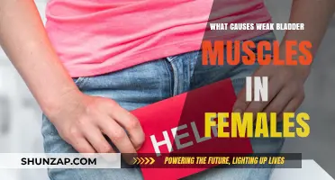 Understanding Female Bladder Weakness: Causes and Contributing Factors Explained