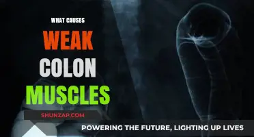 Understanding Weak Colon Muscles: Causes and Contributing Factors Explained
