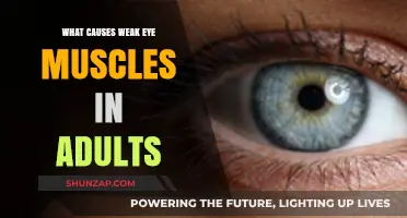 Understanding Weak Eye Muscles: Causes and Factors in Adults