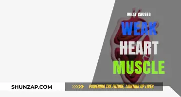 Understanding Weak Heart Muscle: Causes and Contributing Factors Explained
