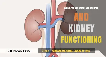 Understanding Weakened Muscles and Kidneys: Causes and Underlying Factors