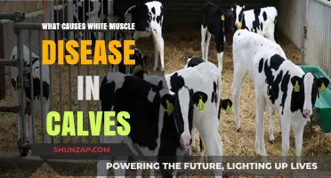 Understanding White Muscle Disease: Causes and Prevention in Calves