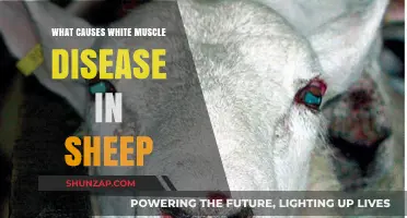 Understanding White Muscle Disease in Sheep: Causes and Prevention Tips