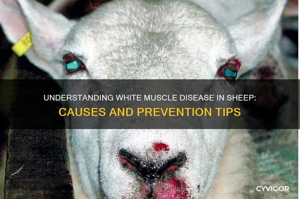 what causes white muscle disease in sheep